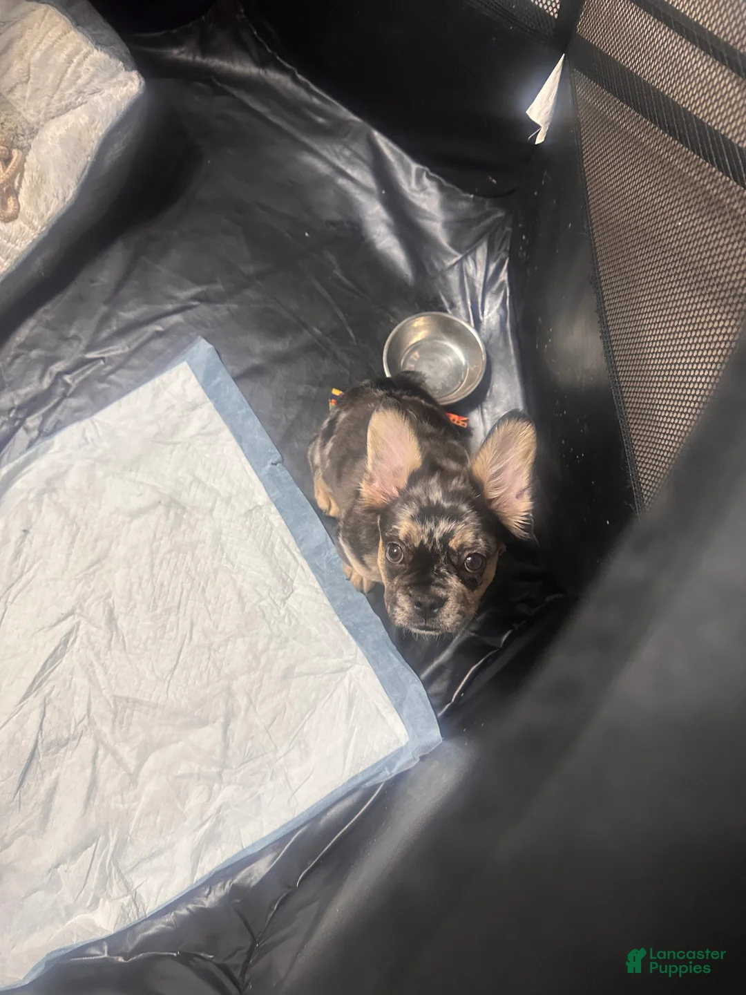 French Bulldog dogs for sale: French Bulldog Puppy 3 - Ad 6