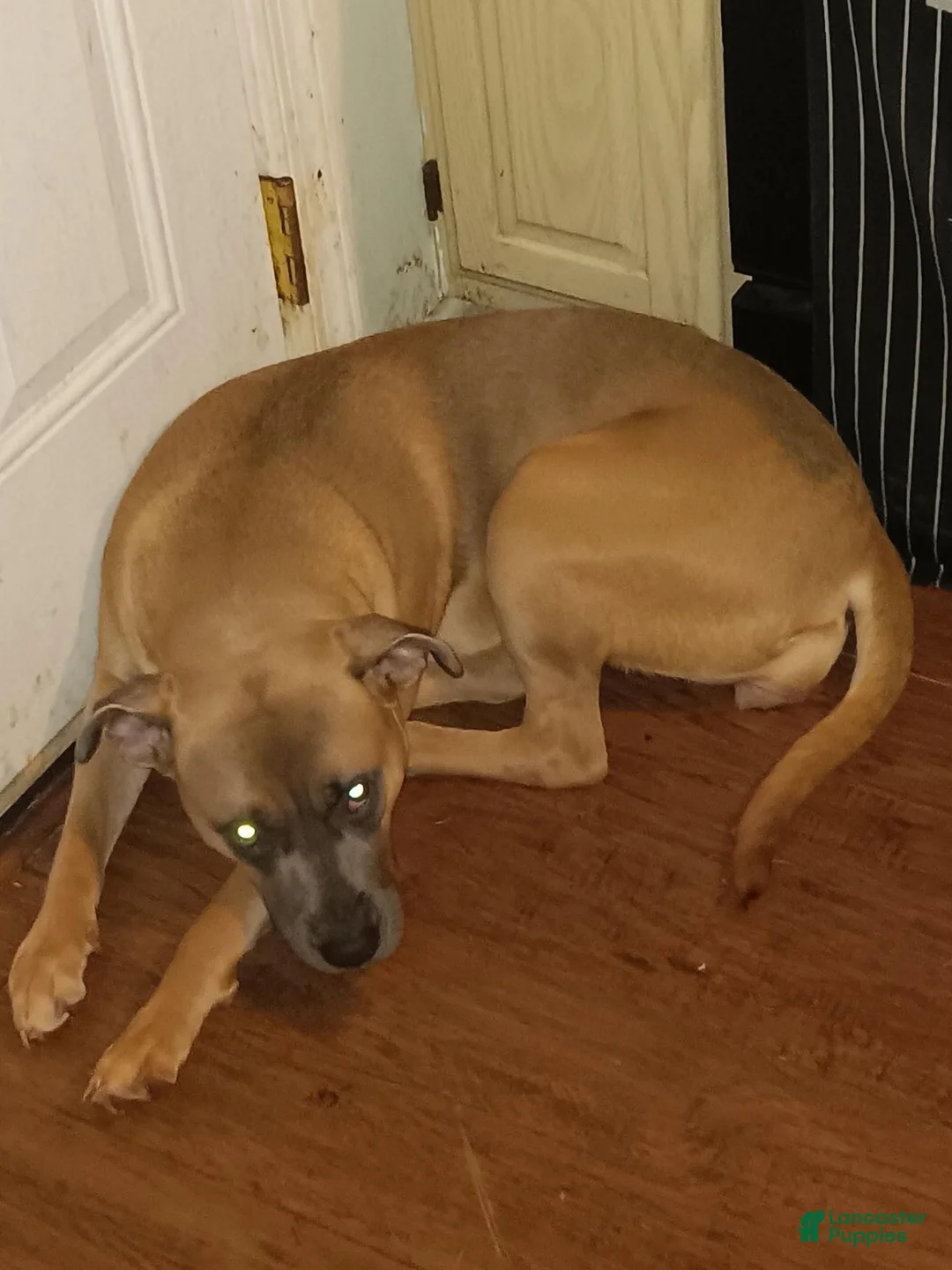 Mixed Breed dogs for sale: Mixed Breed 6 - Ad 2