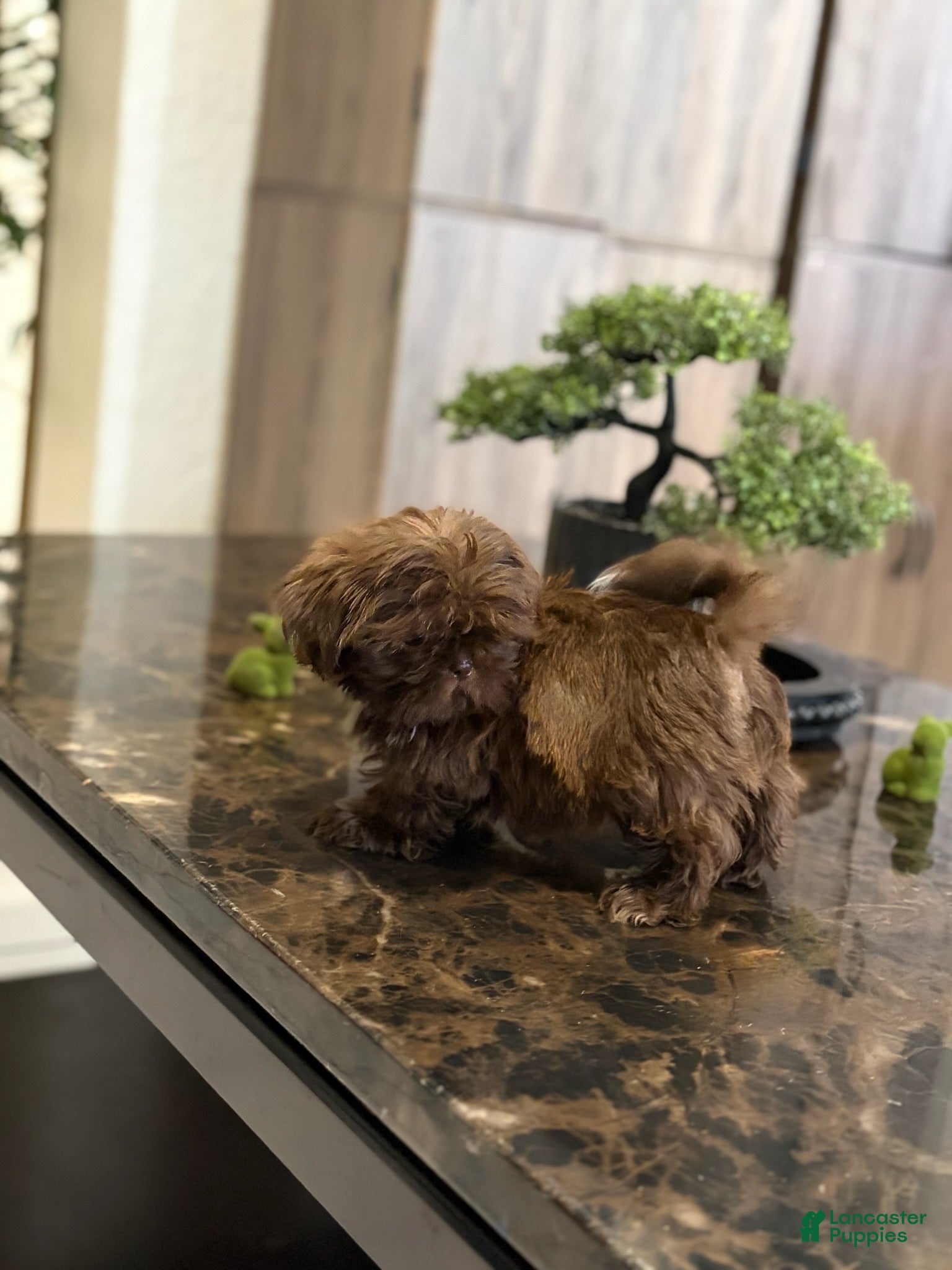 Shih Tzu dogs for sale: Boy 2 - Ad 3
