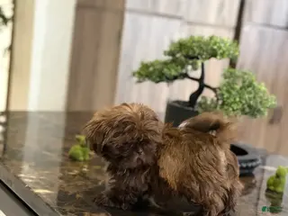 Shih Tzu dogs Boy 2 - Ad 2
