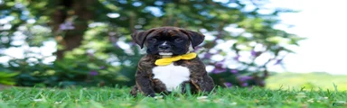 Bruno