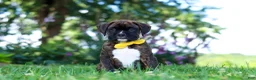 Boxer dogs for sale: Bruno - Ad 1