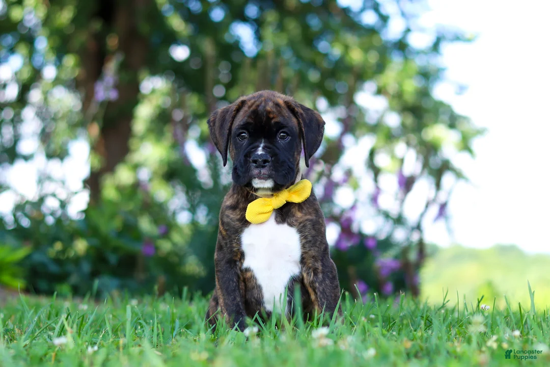 Boxer dogs for sale: Bruno - Ad 1
