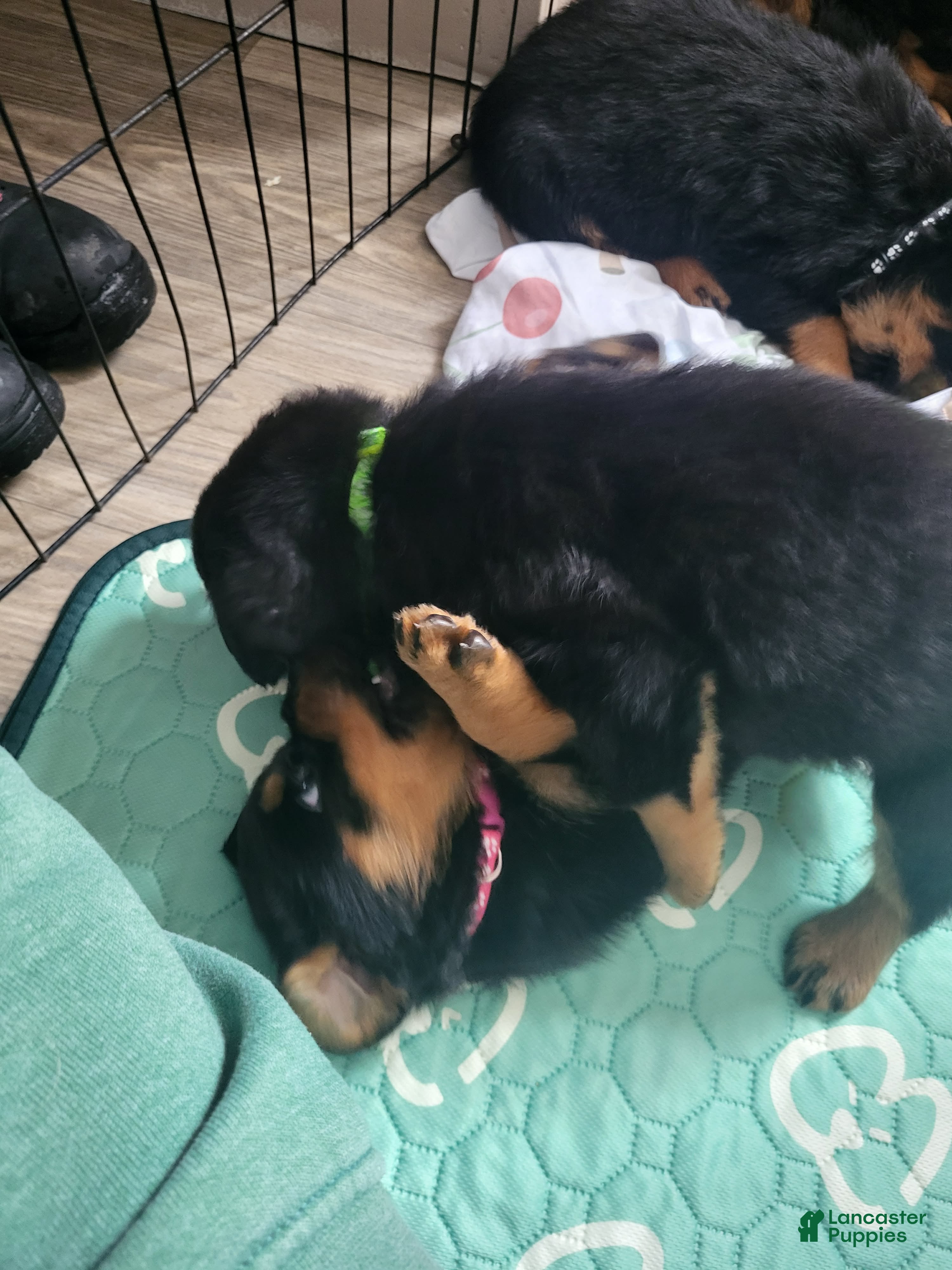 Rottweiler dogs for sale: Rottweiler Puppy 1 - Ad 2