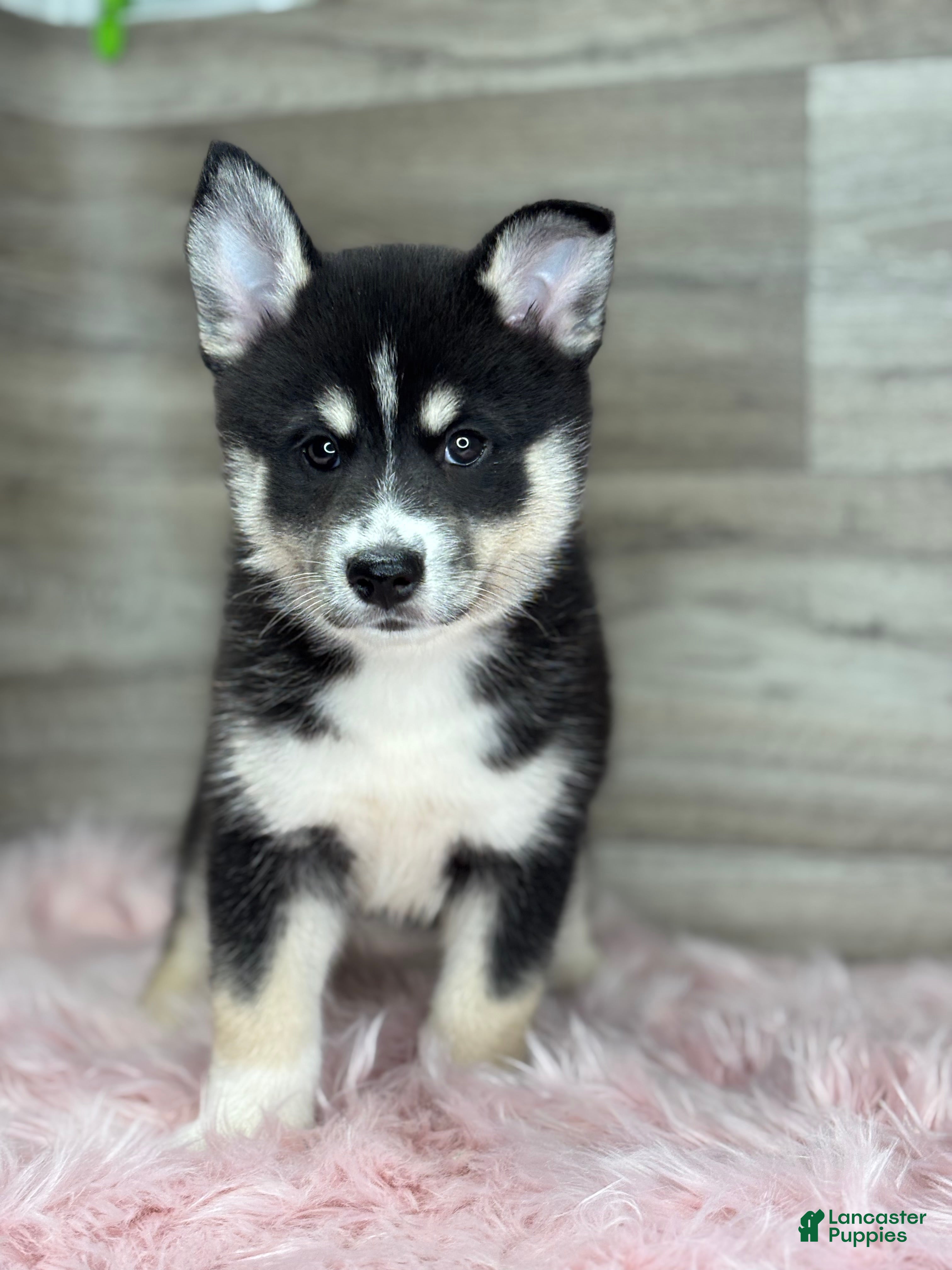 Pomsky dogs Elijah - Ad 2