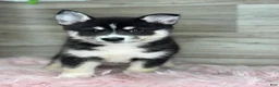 Pomsky dogs for sale: Elijah - Ad 2