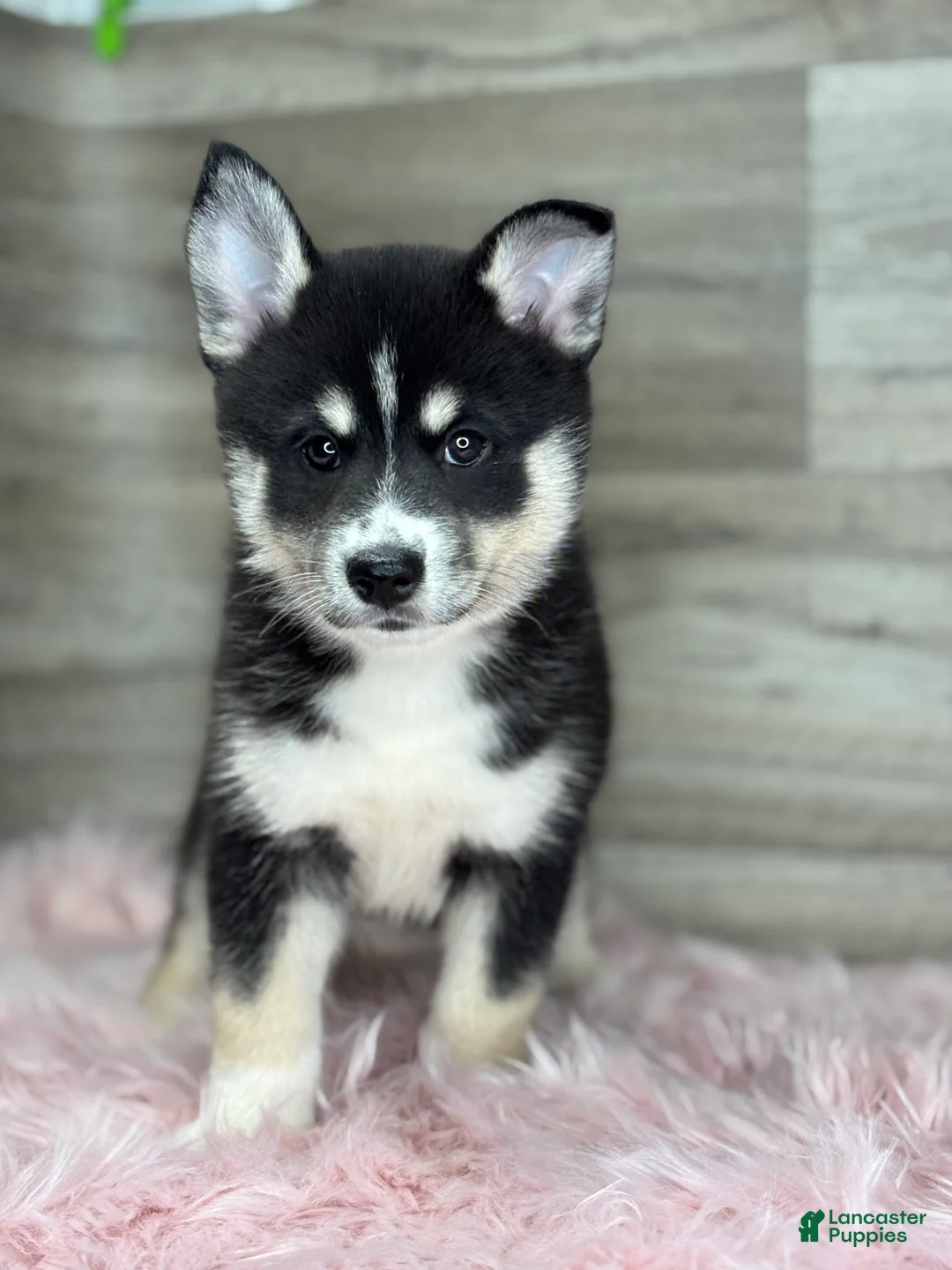 Pomsky dogs for sale: Elijah - Ad 2