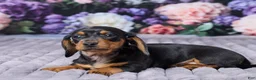 Miniature Dachshund dogs for sale: Sophie - Ad 5
