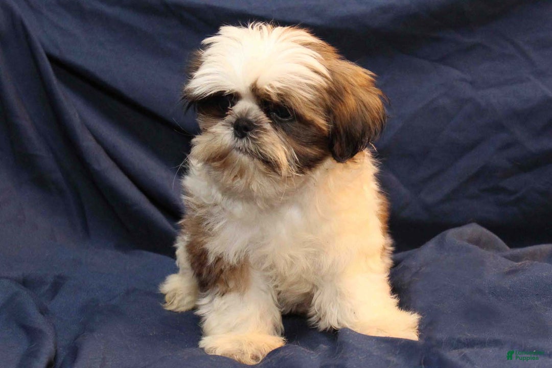 Shih Tzu dogs for sale: Romeo - Ad 4