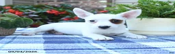 Jack Russell Terrier dogs for sale: Daisy - Ad 4
