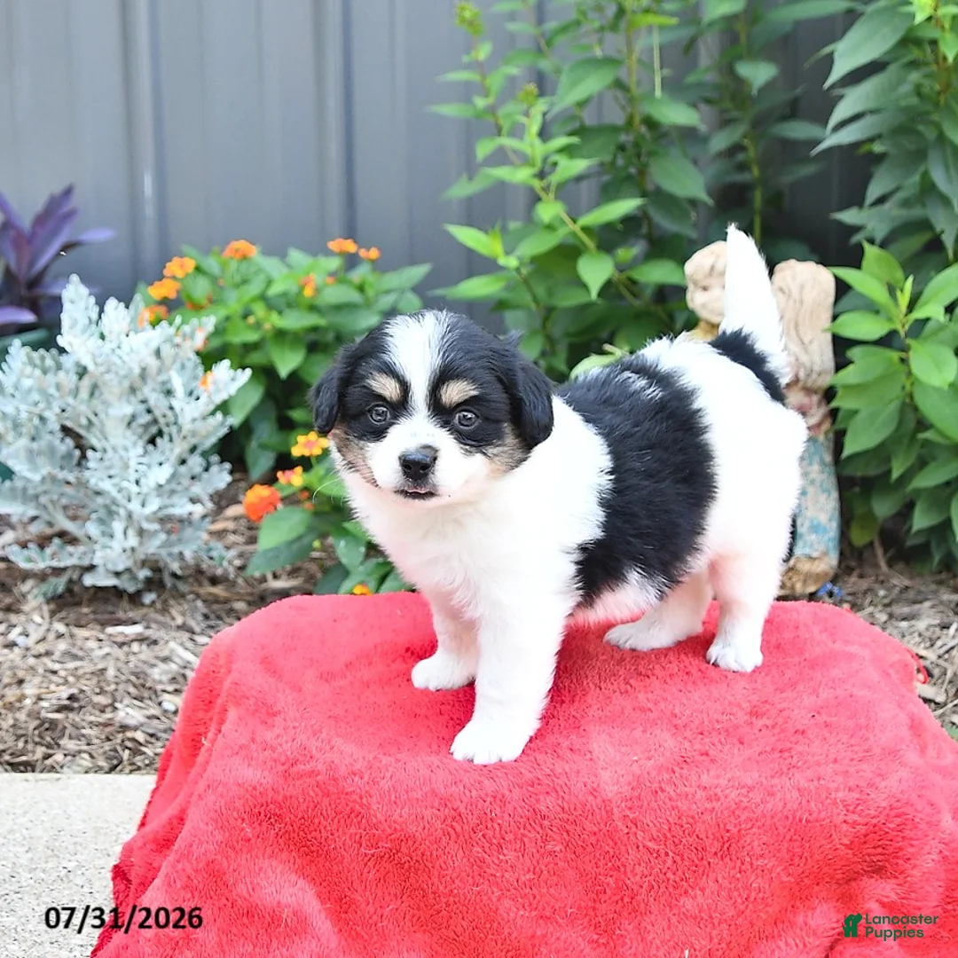 Mixed Breed dogs for sale: Stella - Ad 2