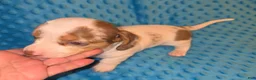 Dachshund dogs for sale: Dachshund 1 - Ad 5