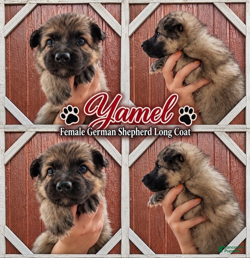 German Shepherd dogs Yamel - Ad 18