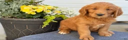 Goldendoodle dogs for sale: Trudy - Ad 3