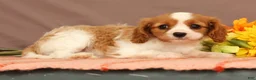 Cavalier King Charles Spaniel dogs for sale: Carmello - Ad 4