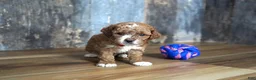 Cavapoo dogs for sale: Jaxon - Ad 5