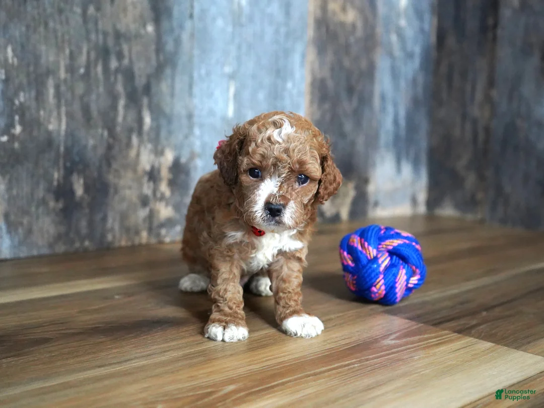 Cavapoo dogs for sale: Jaxon - Ad 5
