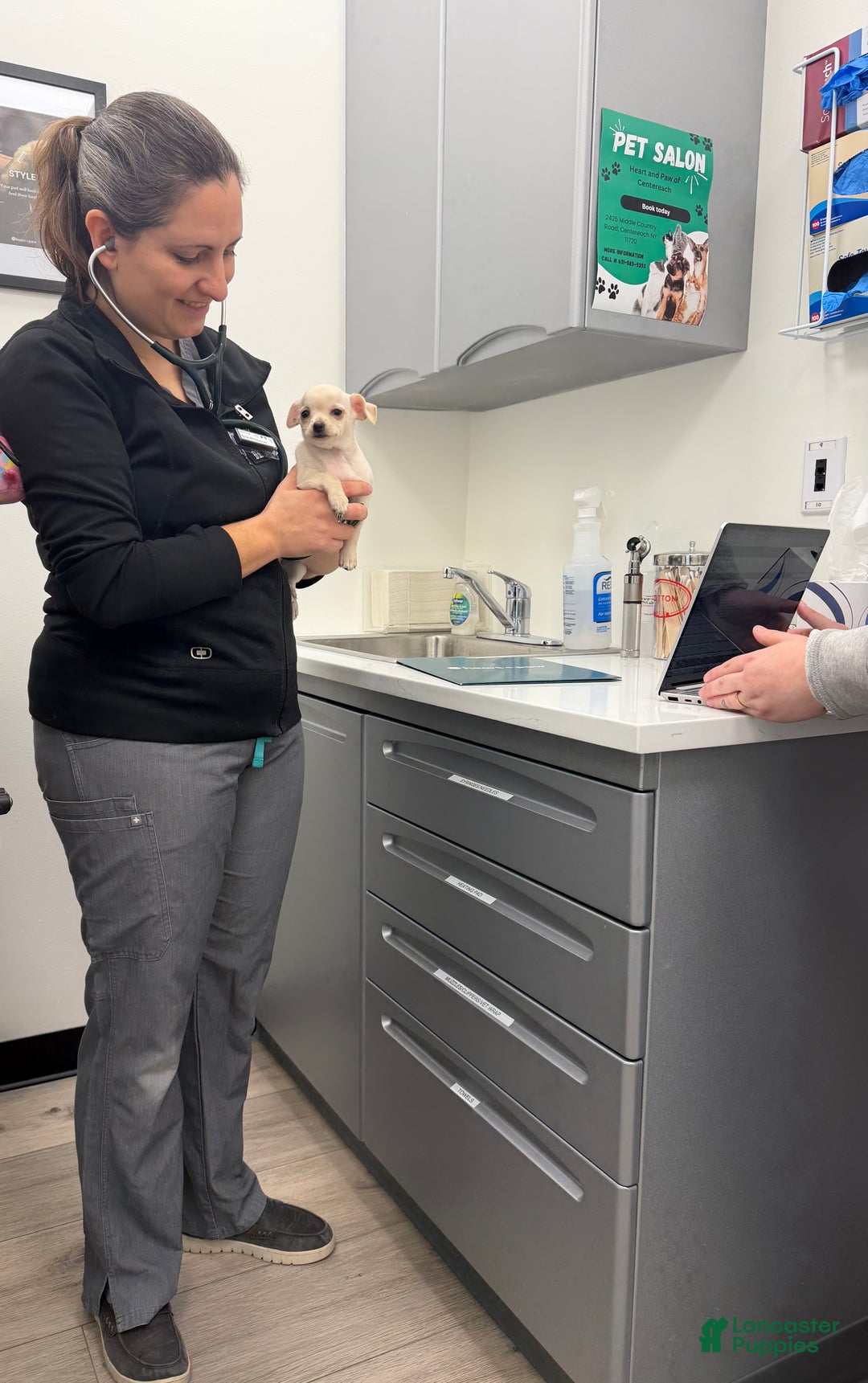 Chihuahua dogs for sale: Chihuahua Puppy 1 - Ad 7