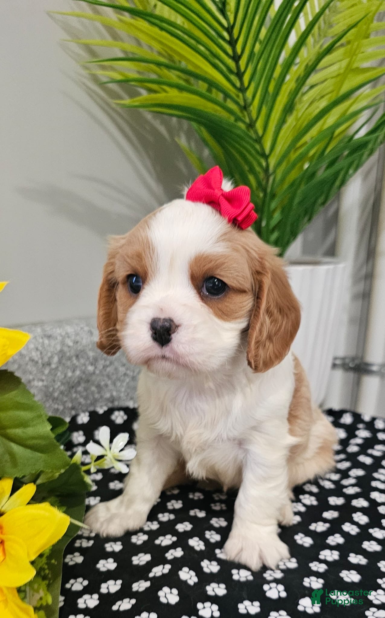 Cavalier King Charles Spaniel dogs for sale: ♥️SWEET CHLOE♥️ - Ad 1