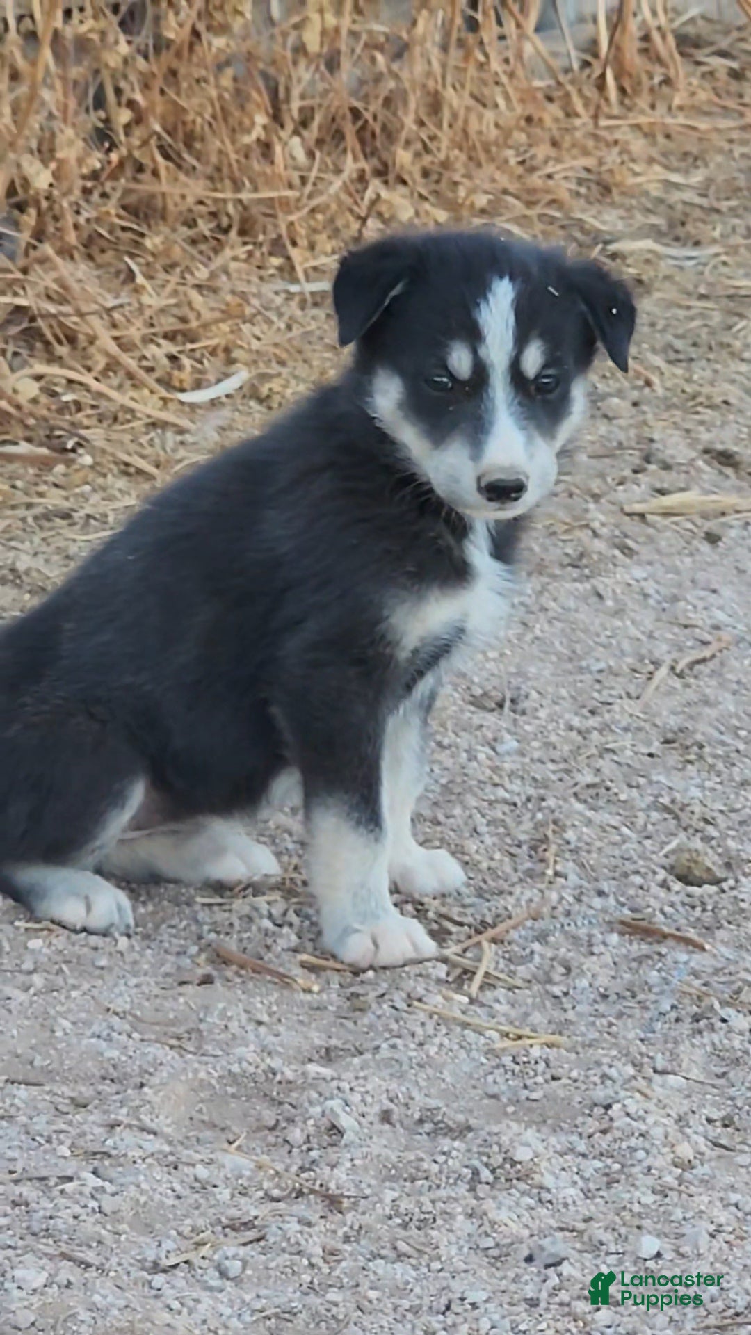 Mixed Breed dogs McNabsky F Blk/wht - Ad 16