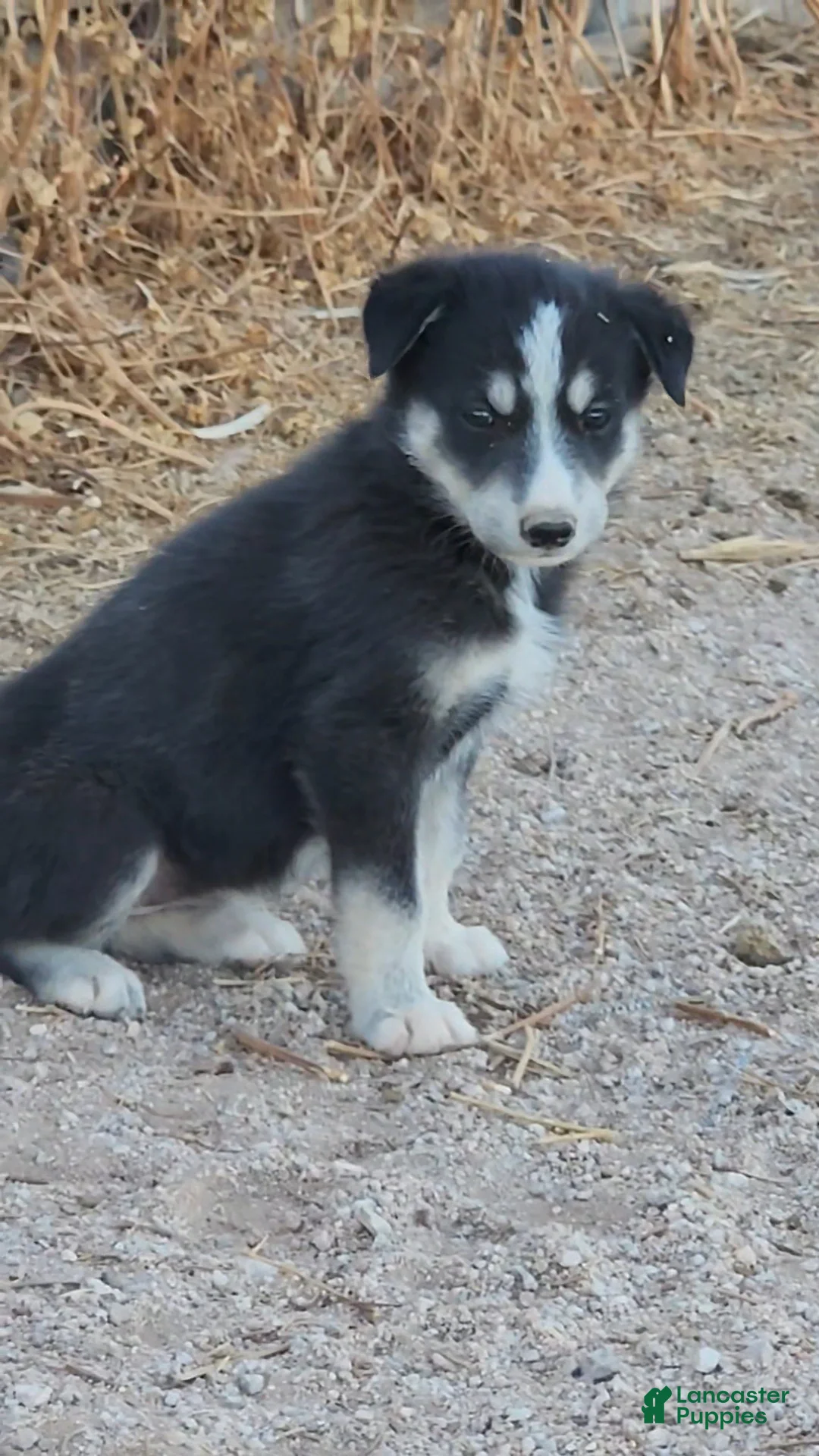 Mixed Breed dogs for sale: McNabsky F Blk/wht - Ad 1