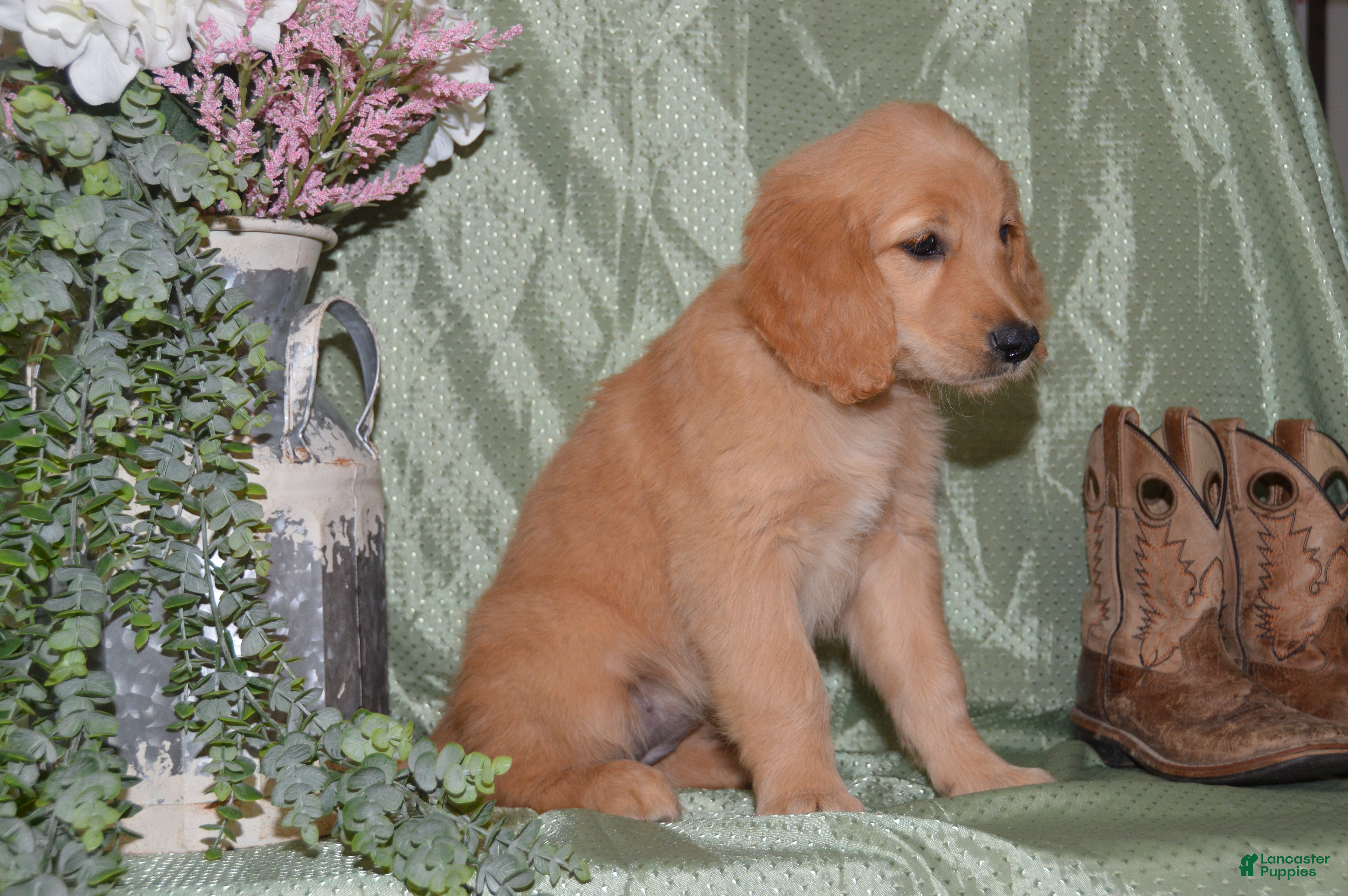 Goldendoodle dogs Brooke - Ad 2