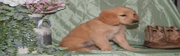 Goldendoodle dogs for sale: Brooke - Ad 2