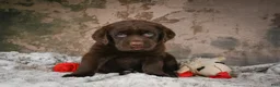 Labrador Retriever dogs for sale: Brooke - Ad 7