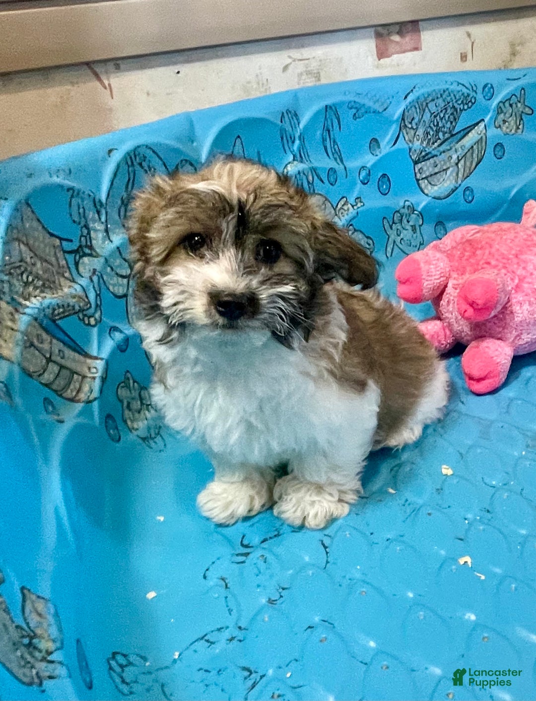 Coton De Tulear dogs for sale: Sandy - Ad 3