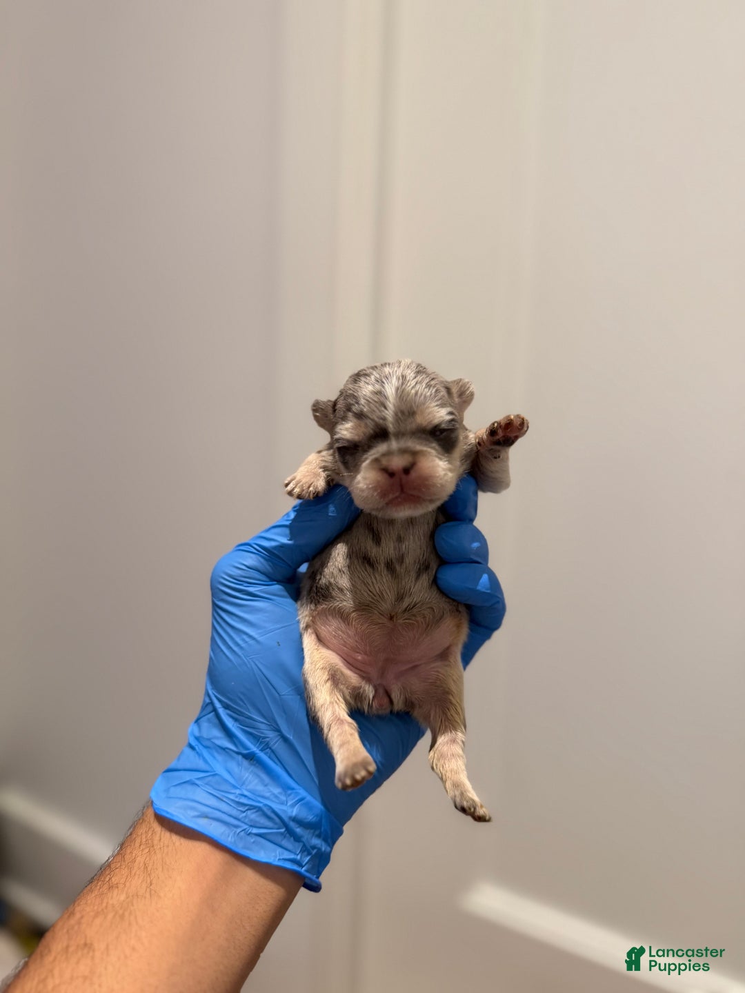 French Bulldog dogs for sale: Aspen - Ad 3