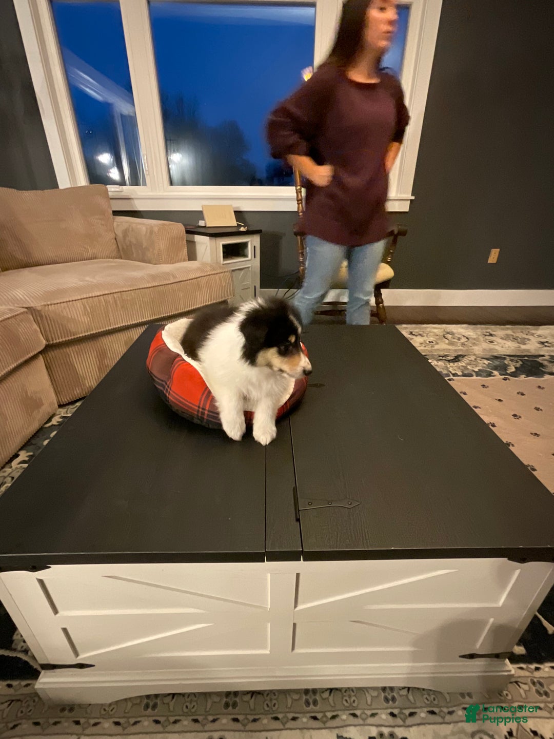 Collie dogs for sale: Collie Puppy 7 - Ad 1