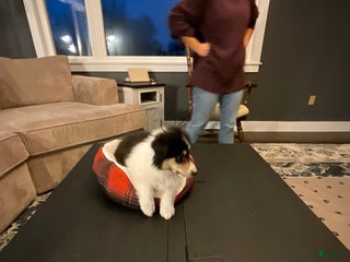 Collie dogs Collie Puppy 7 - Ad 11