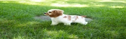 Cocker Spaniel dogs for sale: Checkers - Ad 4