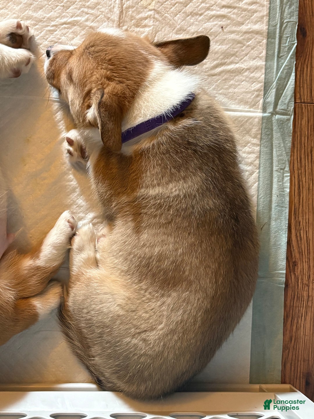 Welsh Corgi Pembroke dogs for sale: Welsh Corgi Pembroke Puppy 2 - Ad 2