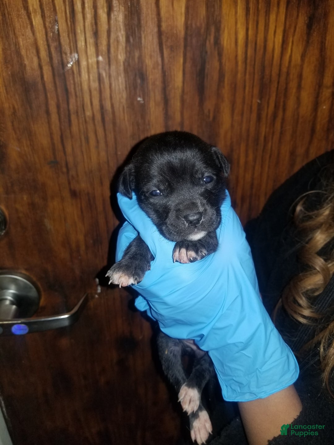 Cane Corso dogs for sale: Cane Corso Puppy 5 - Ad 7