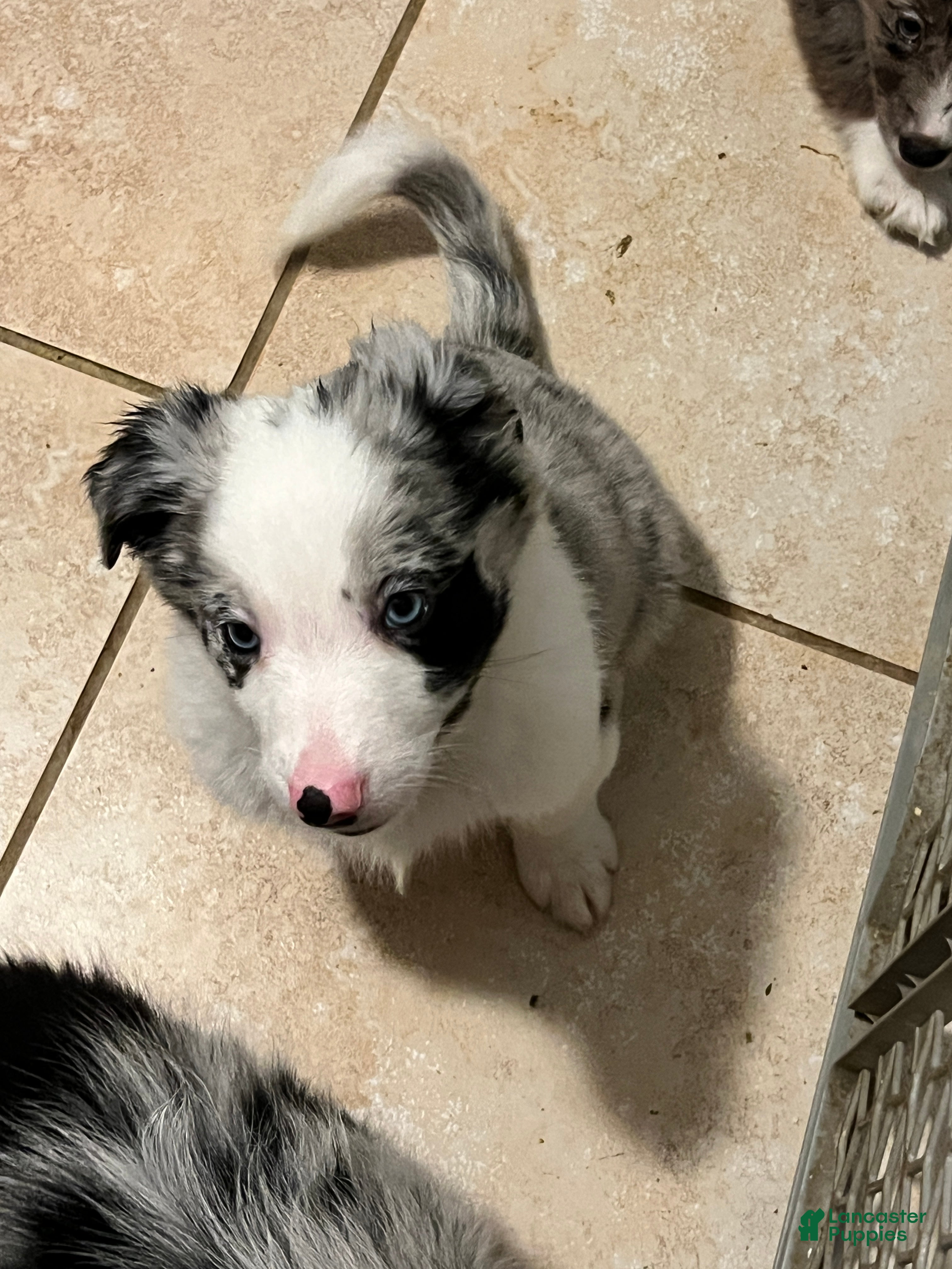 Mixed Breed dogs Red - Ad 37
