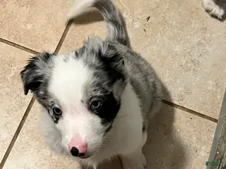 Mixed Breed dogs Red - Ad 37