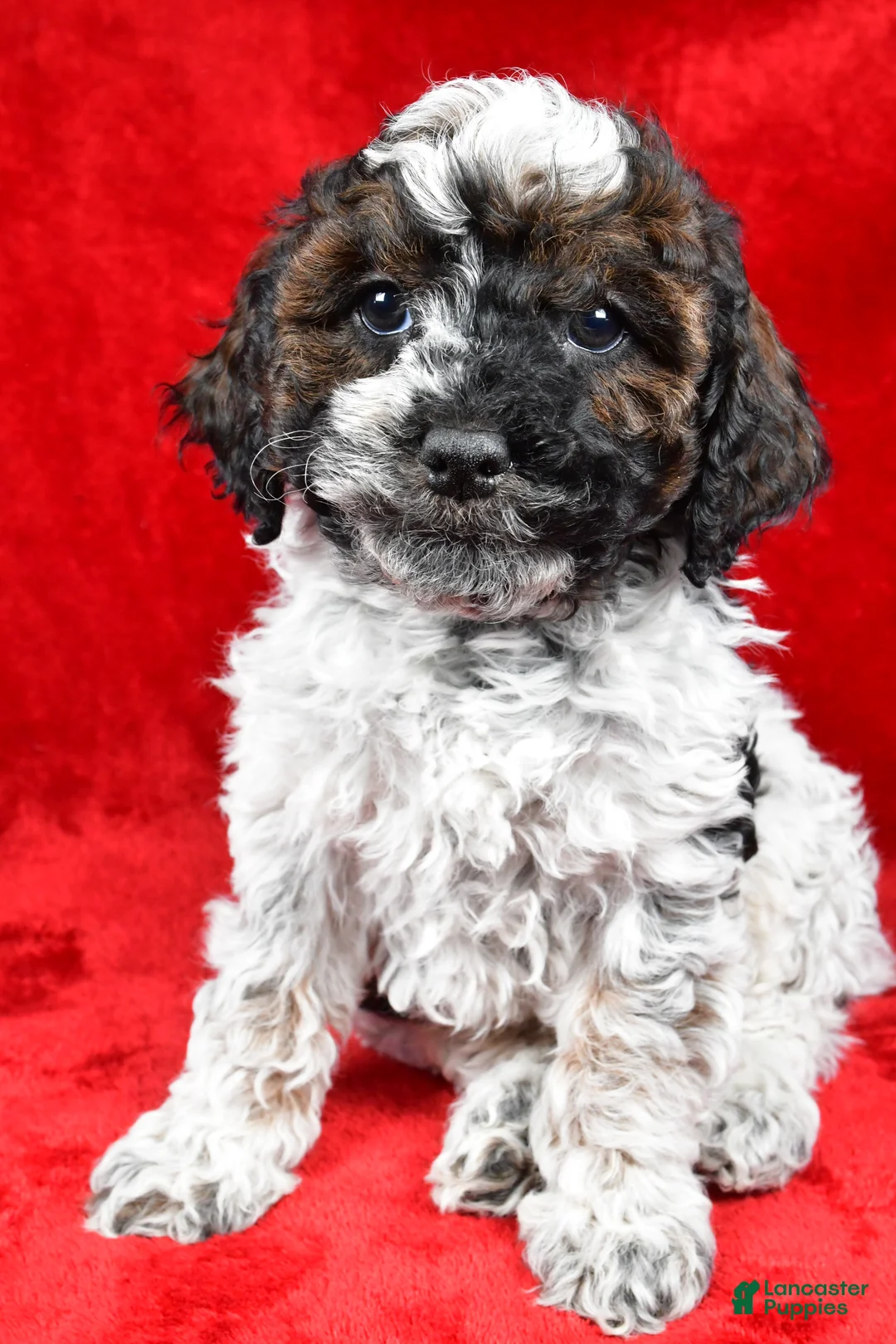 Cockapoo dogs for sale: Daxter - Ad 10