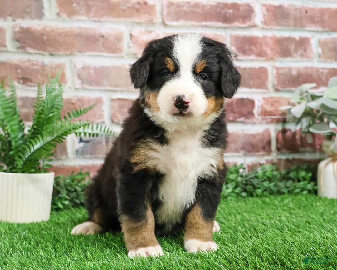 Bernese Mountain Dog dogs for sale: Nutcracker  - Ad 4