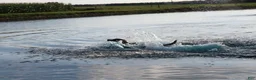 Labrador Retriever dogs for sale: Alex - Ad 8
