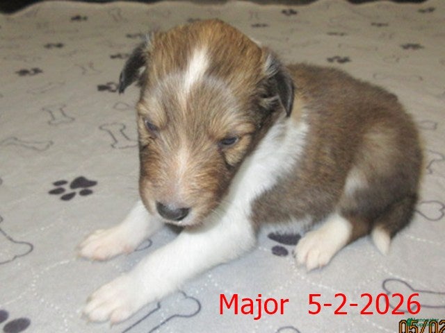 Shetland Sheepdog dogs for sale: Major Male - Ad 1