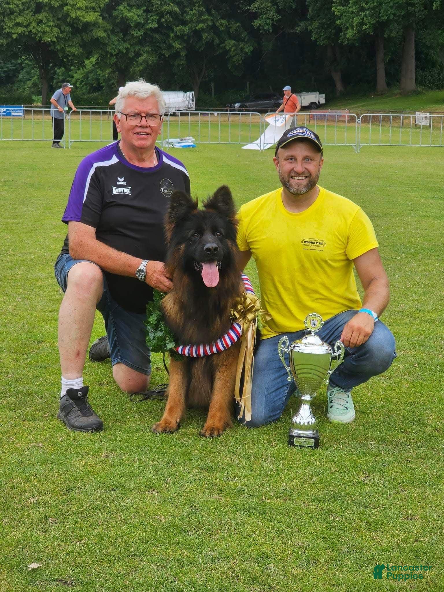 German Shepherd dogs German Shepherd 2 - Ad 32