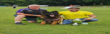 German Shepherd 2