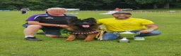 German Shepherd dogs for sale: German Shepherd 2 - Ad 1
