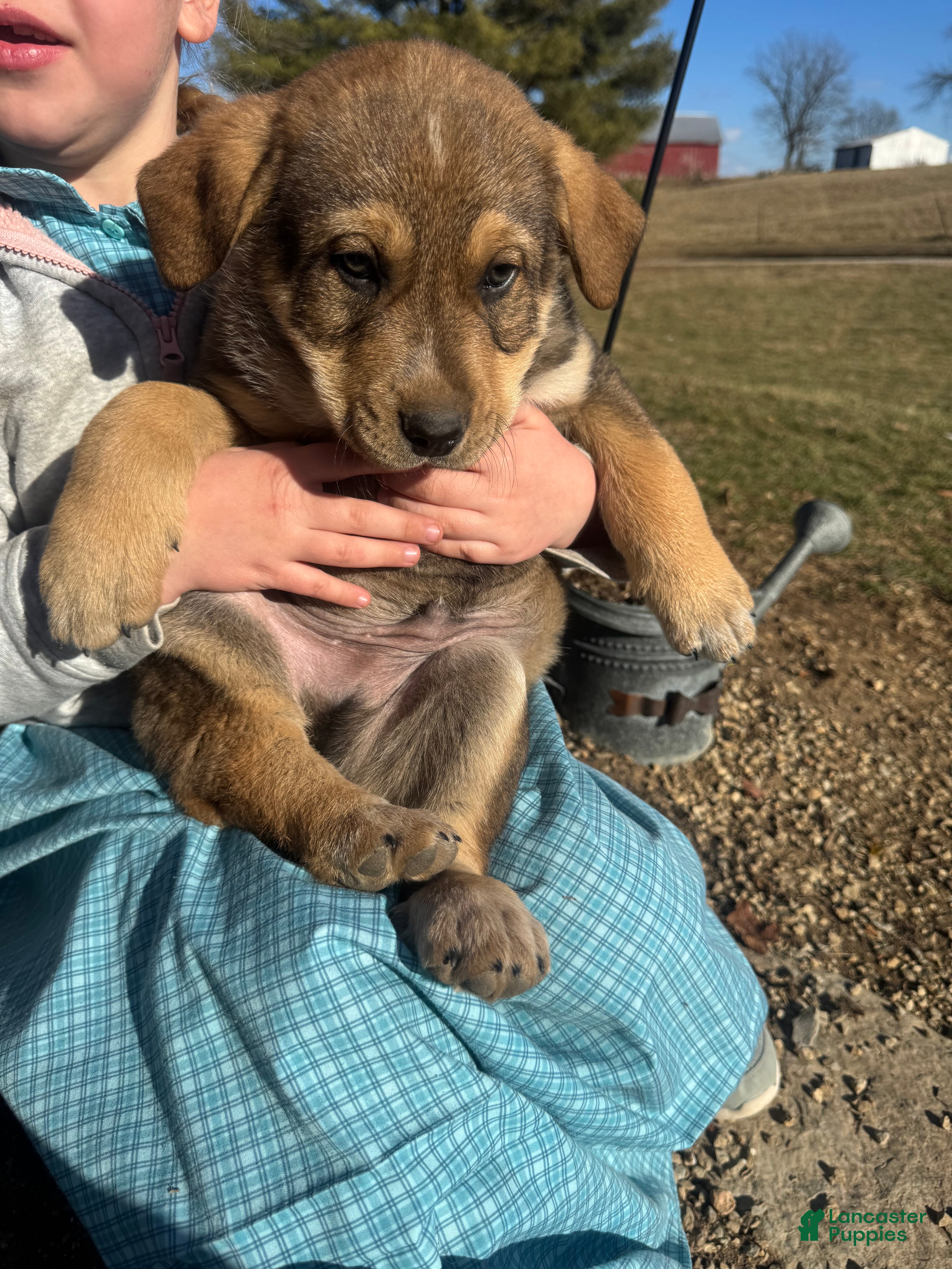 Mixed Breed dogs Sparkle - Ad 1