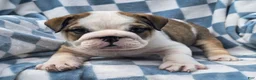 English Bulldog dogs for sale: Marshall - Ad 7