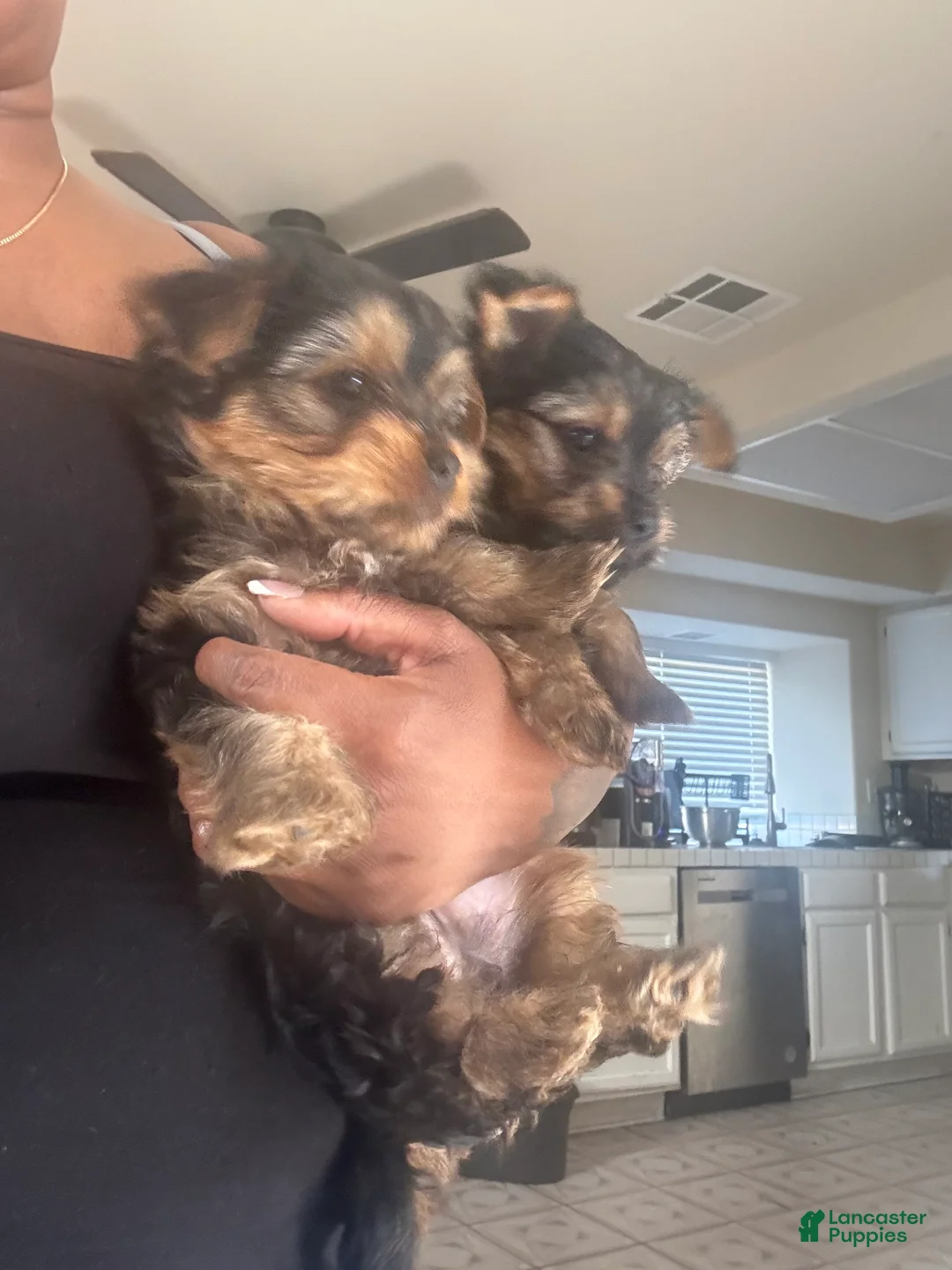Yorkshire Terrier dogs for sale: Yorkshire Terrier Puppy 2 - Ad 1