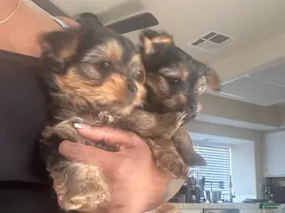 Yorkshire Terrier dogs Yorkshire Terrier Puppy 2 - Ad 4