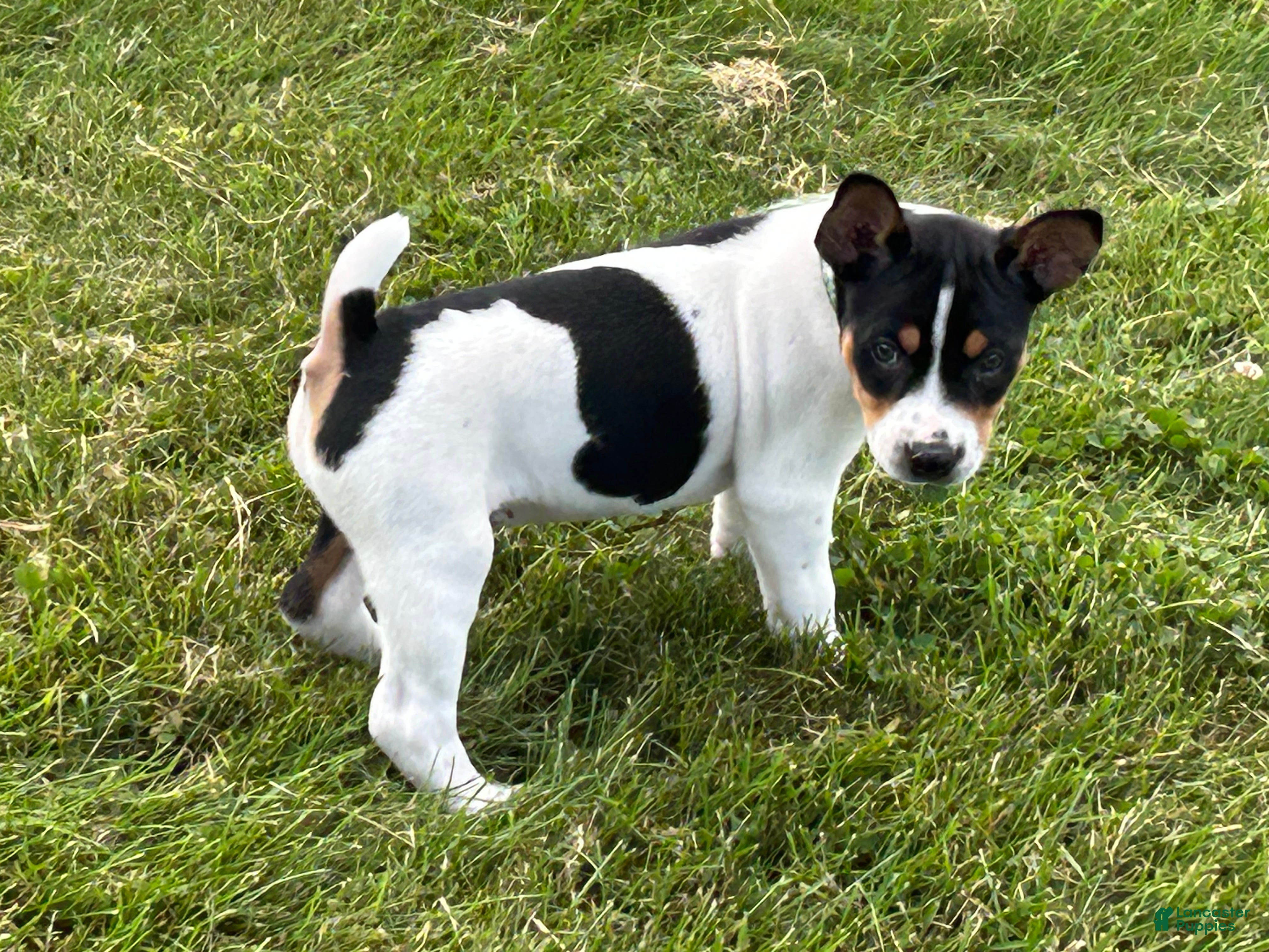 Rat Terrier dogs Old Dominion terrier George - Ad 2