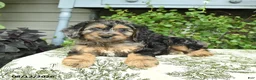 Cockapoo dogs for sale: Benji - Ad 3